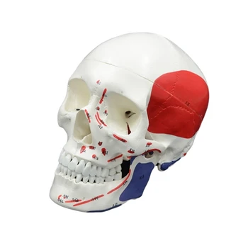 Človeško Glavo, Kosti Model Življenje Velikost Anatomski Lobanje Model, Izmenljive Glavo Skelet Modela za Bolezni Študija Medicinske Poučevanje