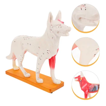 Pes Acupoint Model Šole, Učni Pripomoček Akupunktura Usposabljanje Telesa Profesionalnih Medicinskih,